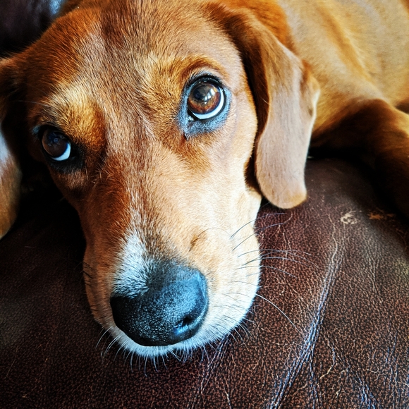 Meet your Posher, Allison - Picture 2 of 4